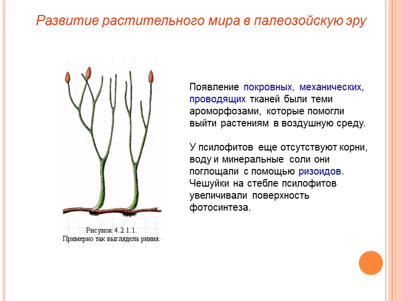 Появление покровных, механических, проводящих тканей были теми ароморфозами, которые помогли выйти растениям в воздушную